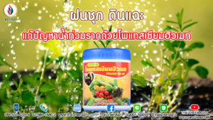 ฝนชุก ดินแฉะ แก้ปัญหาน้ำท่วมรากด้วยโพแทสเซียมฮิวเมท