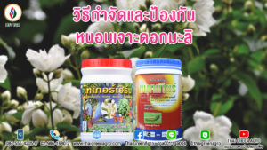 วิธีกำจัดและป้องกันหนอนเจาะดอกมะลิ