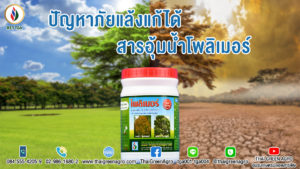 ปัญหาภัยแล้งแก้ได้สารอุ้มน้ำโพลิเมอร์