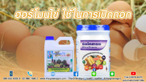 ฮอร์โมนไข่ ใช้ในการเปิดดอก