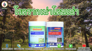 โรครากเน่าโคนเน่า