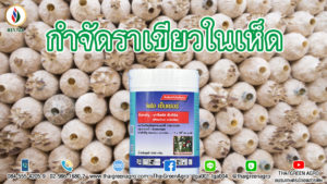 กำจัดราเขียวในก้อนเห็ด