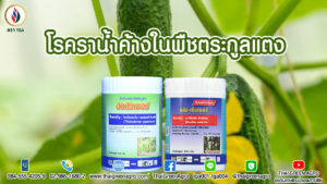 โรคราน้ำค้างในพืชตระกูลแตง