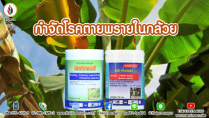 กำจัดโรคตายพราย ในกล้วย