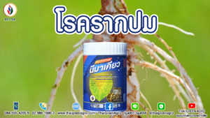 โรครากปม