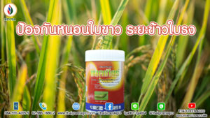 ป้องกันหนอนใบขาว ระยะข้าวใบธง