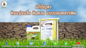 แก้ปัญหา ดินแน่นแข็ง ดินดาน  แบบปลอดสารพิษ