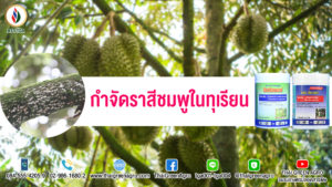 กำจัดราสีชมพูในทุเรียน