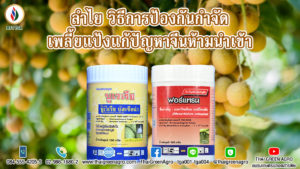 ลำไย วิธีการป้องกันกำจัดเพลี้ยแป้งแก้ปัญหาจีนห้ามนำเข้า