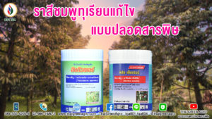 ราสีชมพูทุเรียนแก้ไขแบบปลอดสารพิษ