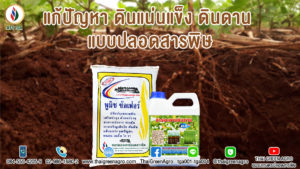 แก้ปัญหา ดินแน่นแข็ง ดินดาน  แบบปลอดสารพิษ