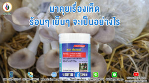 มาคุยเรื่องเห็ดกันนะครับ ร้อนๆเย็นๆจะเป็นอย่างไร