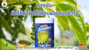 รากปม (Root-Knot Disease) กับวิธีกำจัดไส้เดือนฝอยแบบชีววิธี