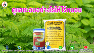 ดูแลชะอมอย่างไรให้ไร้หนอน