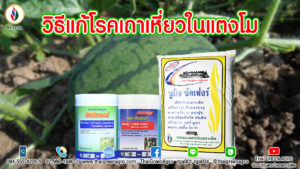 วิธีแก้โรคเถาเหี่ยวในแตงโม