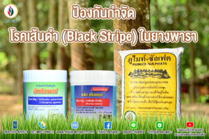 ป้องกันกำจัด โรคเส้นดำ (Black Stripe) ในยางพารา