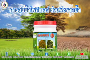 สารอุ้มน้ำโพลิเมอร์ ช่วยพืชขาดน้ำได้