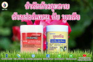 กำจัดด้วงกุหลาบ ด้วยฟอร์แทรน กับ บูเวเรีย