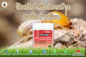 ป้องกันกำจัดปลวกร้ายภายในบ้านเรือน