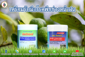 เตรียมรับมือโรคพืชช่วงหน้าฝน