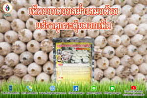 เห็ดออกดอกสม่ำเสมอด้วยแร่ธาตุกระตุ้นดอกเห็ด