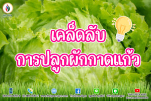 เคล็ดลับการปลูกผักกาดแก้ว