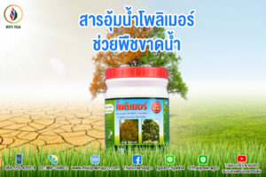 สารอุ้มน้ำโพลิเมอร์ ช่วยพืชขาดน้ำ
