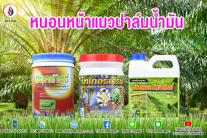 หนอนหน้าแมวปาล์มน้ำ