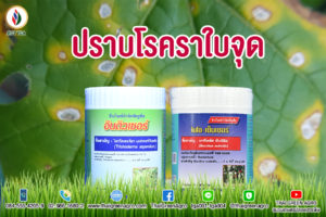 ปราบโรคราใบจุด