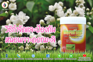 วิธีกำจัดและป้องกันหนอนเจาะดอกมะลิ