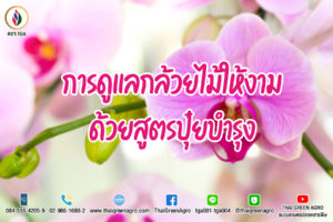 การดูแลกล้วยไม้ให้งามด้วยสูตรปุ๋ยบำรุง