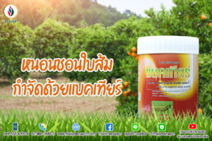 หนอนชอนใบส้มด้วยแบคเทียร์