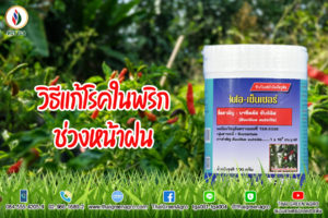 โรคพริกในหน้าฝน