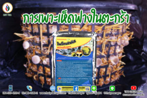 การเพาะเห็ดฟางในตะกร้า
