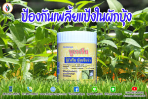 ป้องกันเพลี้ยแป้งในผักบุ้ง