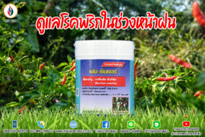 โรคพริกในหน้าฝน