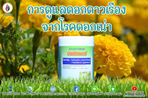 การดูแลดอกดาวเรืองจากโรคดอกเน่า