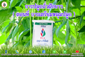 การปลูกถั่วฝักยาว (ตอนที่  การเตรียมหลุมปลูก)