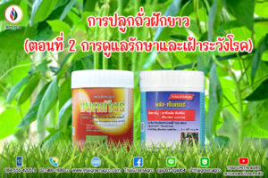 การปลูกถั่วฝักยาว (ตอนที่ 2 การดูแลรักษาและเฝ้าระวังโรค)