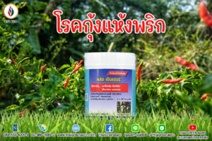 โรคกุ้งแห้งพริก