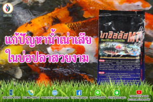 แก้ปัญหาน้ำเน่าเสียในบ่อปลาสวยงาม