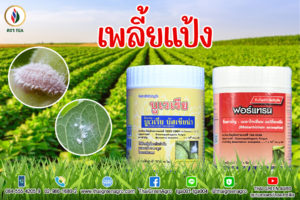 เพลี้ยแป้ง