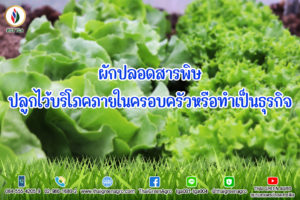 ผักปลอดสารพิษ ปลูกไว้บริโภคภายในครอบครัวหรือทำเป็นธุรกิจ