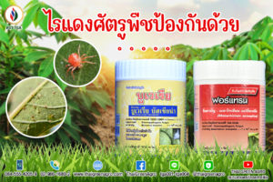 ไรแดงศัตรูพืชป้องกันด้วย