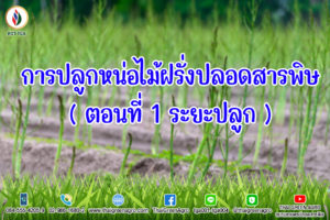 การปลูกหน่อไม้ฝรั่งปลอดสารพิษ(ตอนที่ 1 ระยะปลูก)