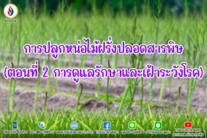การปลูกหน่อไม้ฝรั่งปลอดสารพิษ(ตอนที่ 2 การดูแลรักษาและเฝ้าระวังโรค)
