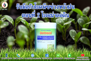 รับมือกับโรคพืชช่วงหน้าฝน ตอนที่ 2โรคเน่าคอดิน