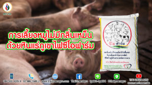 การเลี้ยงหมูไม่มีกลิ่นเหม็นด้วยหินแร่ภูเขาไฟซีโอฟาร์ม