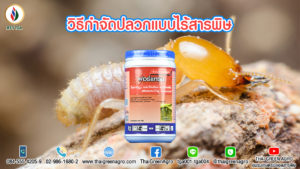 วิธีกำจัดปลวกแบบไร้สารพิษ