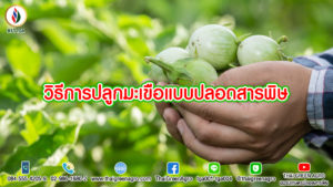 วิธีการปลูกมะเขือ